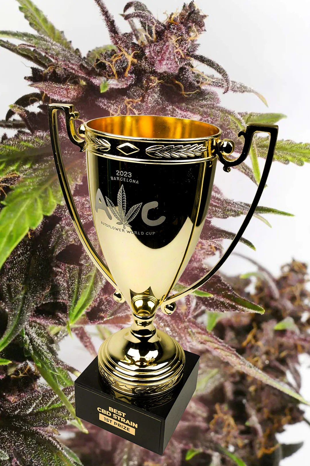 CBD-Auto Blackberry Kush best-CBD-strain
